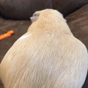 Meet your Posher, Gorntita